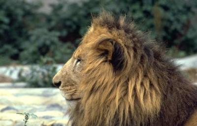 lions_0685_medres.jpg