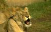 lions_0686_medres_t1.jpg