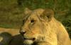 lions_0687_medres_t1.jpg