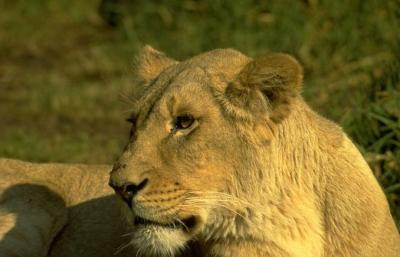 lions_0687_medres.jpg