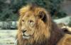 lions_0688_medres_t1.jpg