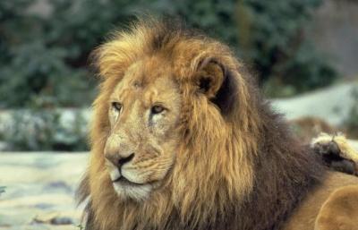 lions_0688_medres.jpg