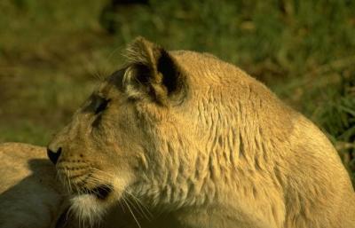 lions_0689_medres.jpg