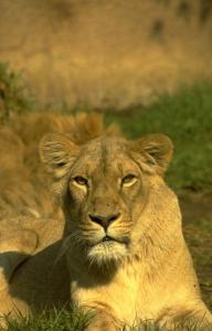 lions_0690_medres.jpg