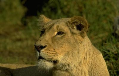 lions_0691_medres.jpg