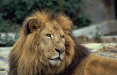 lions_0694_medres.jpg