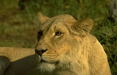 lions_0695_medres.jpg