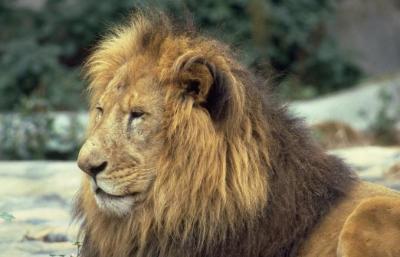 lions_0697_medres.jpg