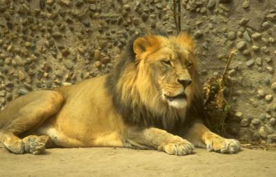 lions_0698_medres.jpg