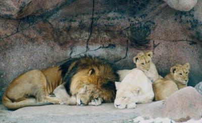 lions_0700_smallres.jpg