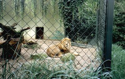 lions_0712_smallres.jpg