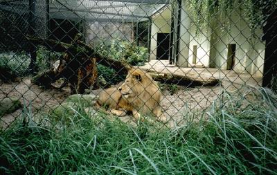 lions_0713_smallres.jpg