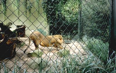 lions_0719_smallres.jpg