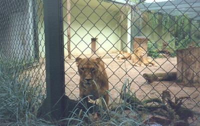 lions_0720_smallres.jpg