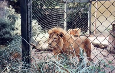 lions_0724_smallres.jpg