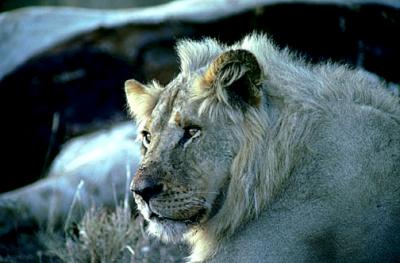 lions_0740_smallres.jpg