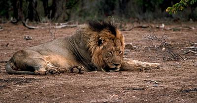 lions_0741_smallres.jpg