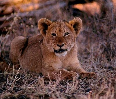 lions_0743_smallres.jpg