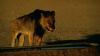 lions_0746_smallres_t1.jpg