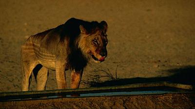 lions_0746_smallres.jpg