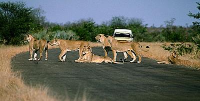 lions_0748_smallres.jpg