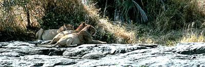 lions_0751_smallres.jpg