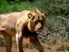 lions_0752_smallres_t1.jpg