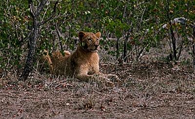 lions_0753_smallres.jpg