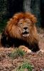 lions_0754_smallres_t1.jpg