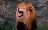 lions_0755_smallres_t1.jpg