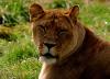 lions_0756_smallres_t1.jpg