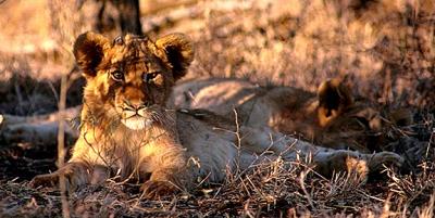 lions_0758_smallres.jpg