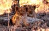 lions_0760_smallres_t1.jpg