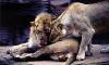 lions_0762_smallres_t1.jpg