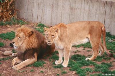 lions_0766_smallres.jpg