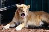 lions_0773_smallres_t1.jpg