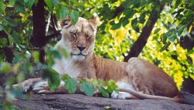 lions_0774_smallres.jpg