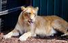 lions_0775_smallres_t1.jpg