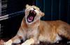 lions_0776_smallres_t1.jpg