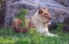 lions_0777_smallres_t1.jpg