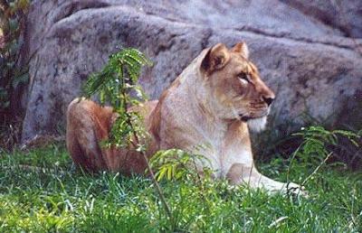 lions_0777_smallres.jpg