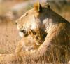 lions_0780_smallres_t1.jpg