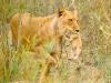 lions_0784_smallres_t1.jpg