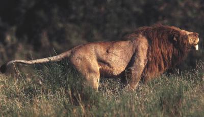 lions_0803_smallres.jpg