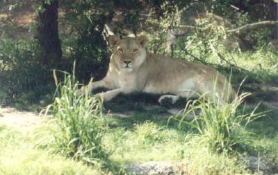 lions_0807_smallres.jpg