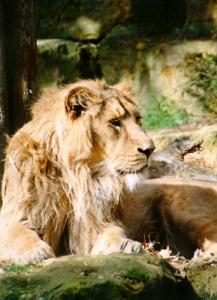 lions_0812_smallres.jpg