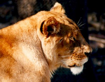 lions_0815_smallres.jpg