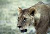 lions_0821_smallres_t1.jpg