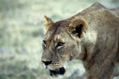 lions_0821_smallres.jpg