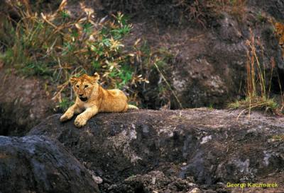 lions_0825_smallres.jpg